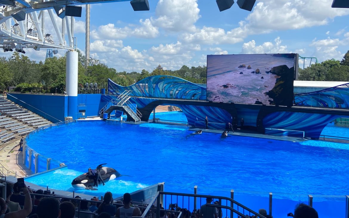 seaworld orlando shows baleias